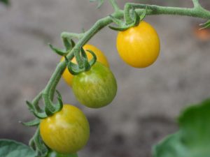 Tomatoes in a garden. “Fertilizer People” Help Us Grow by Ken Walker Writer