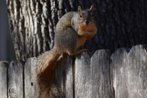 Pictured: A brown squirrel on a backyard fence.