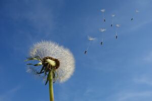 Pastor Made Huge Impact blog post by Ken Walker Writer. Pictured: Seeds floating away into the wind.