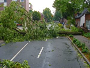 Pictured: A storm-downed tree laying across a street.