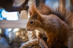 Squirrel - Sparked Laughter Brightens My Mood blog post by Ken Walker Writer. Pictured: A small brown squirrel.